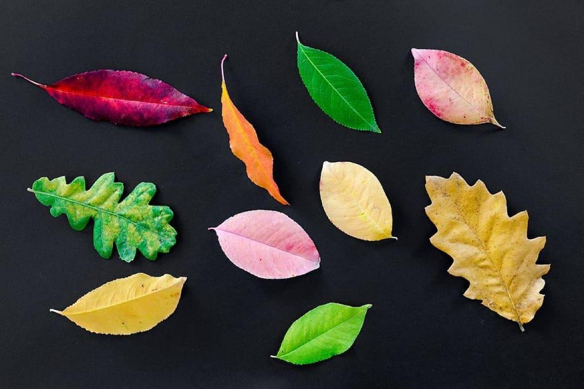 Différents types de feuilles - Schémas, classification et images