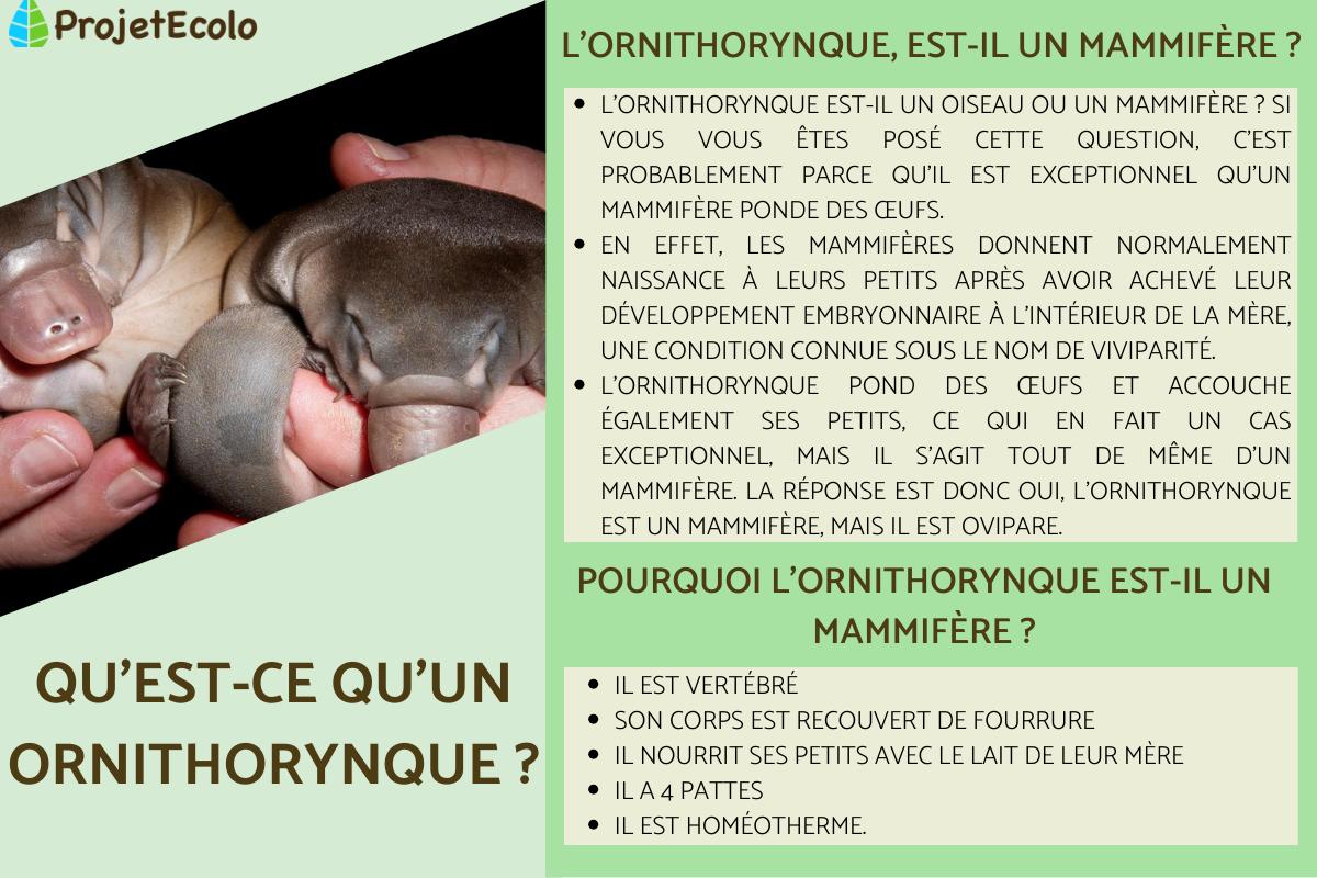 Qu'est-ce qu'un ornithorynque ?