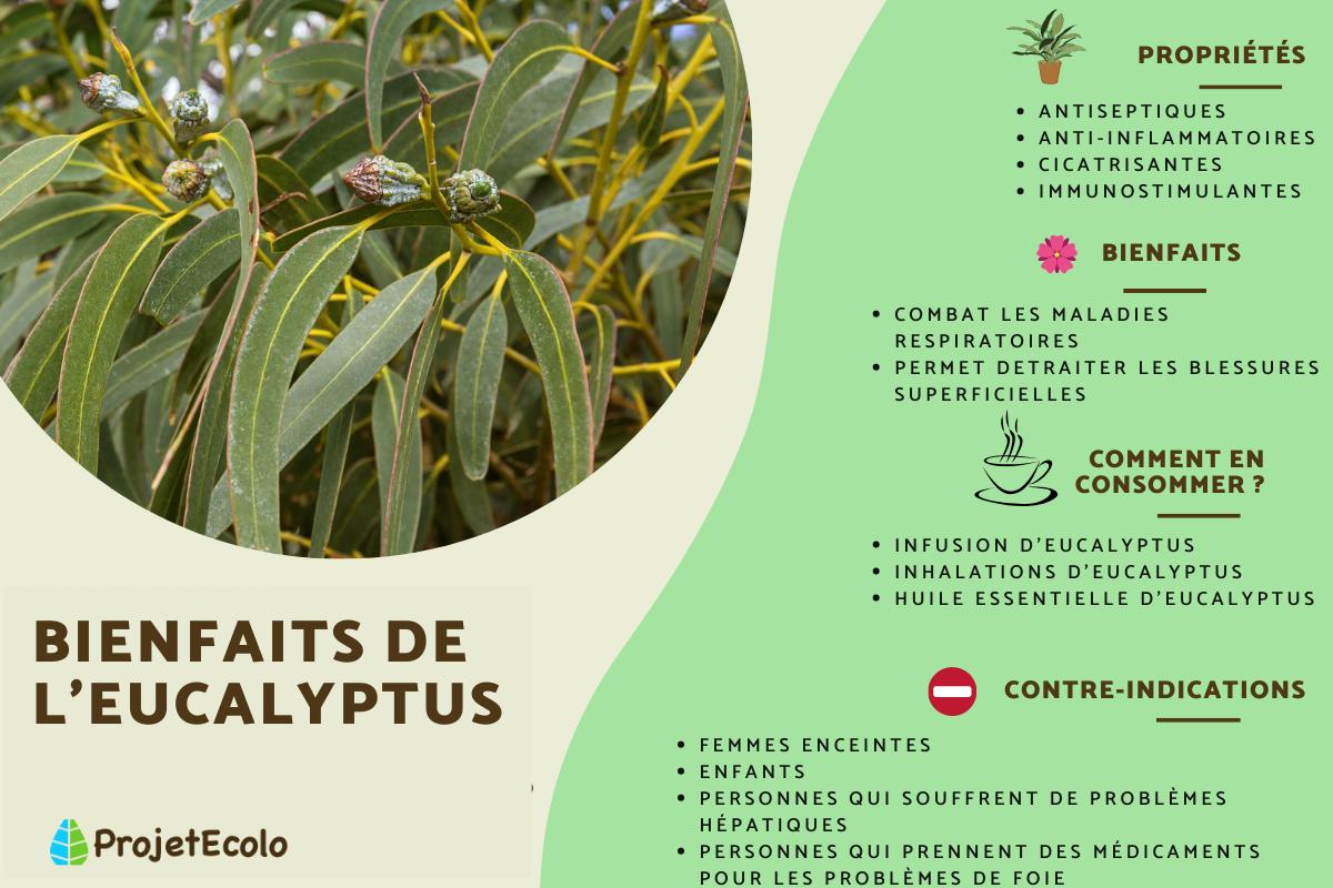 Bienfaits de l'eucalyptus : vertus et danger