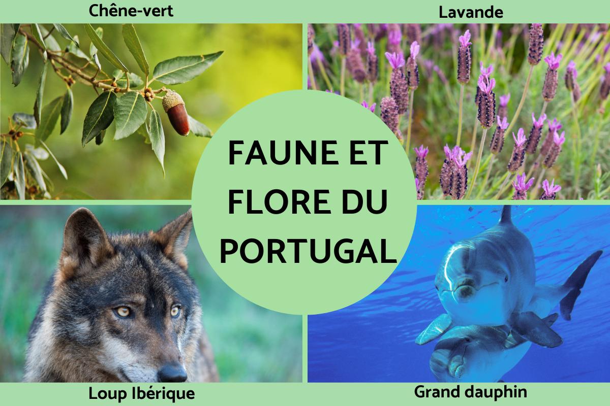 Faune et flore du Portugal