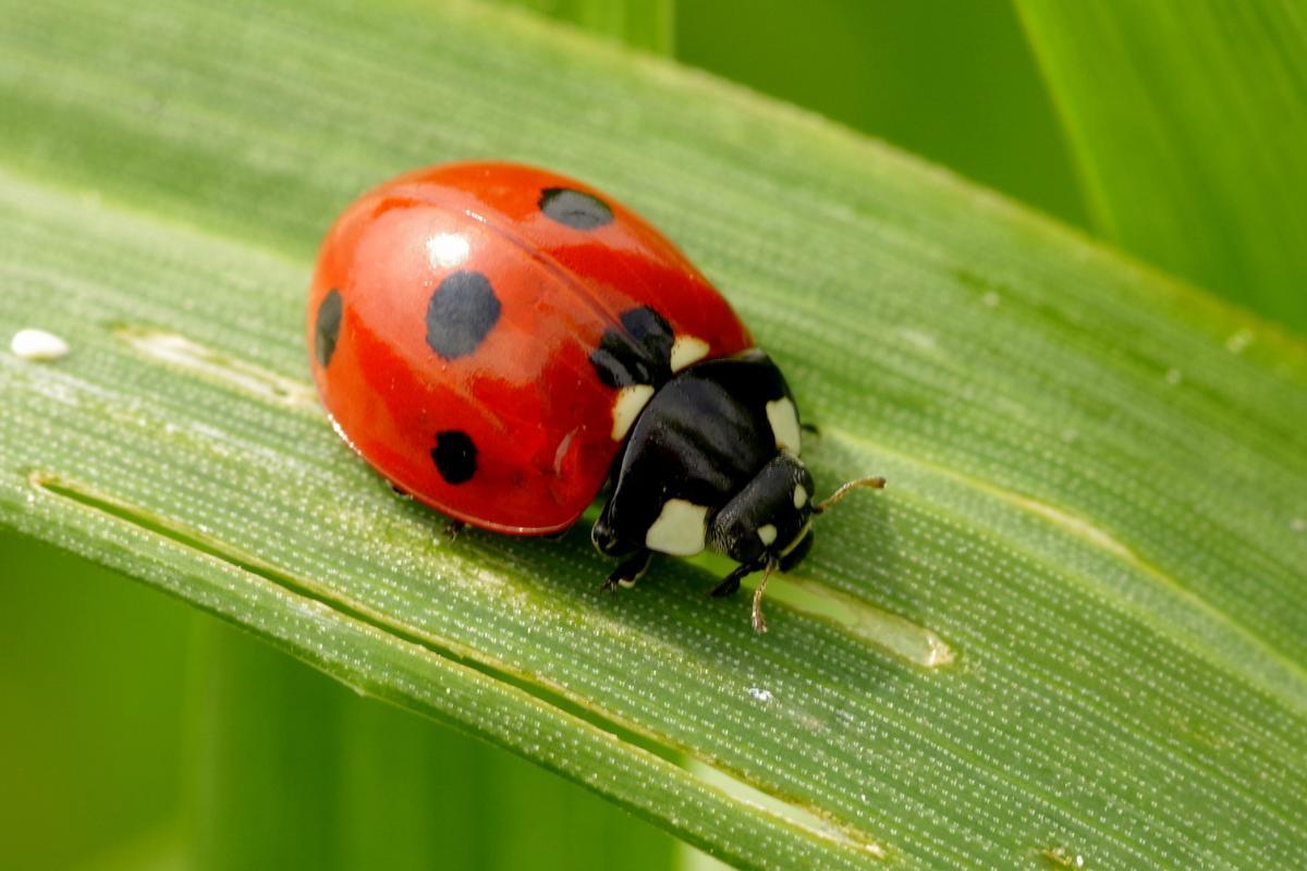 Les insectes ressentent-ils la douleur ?