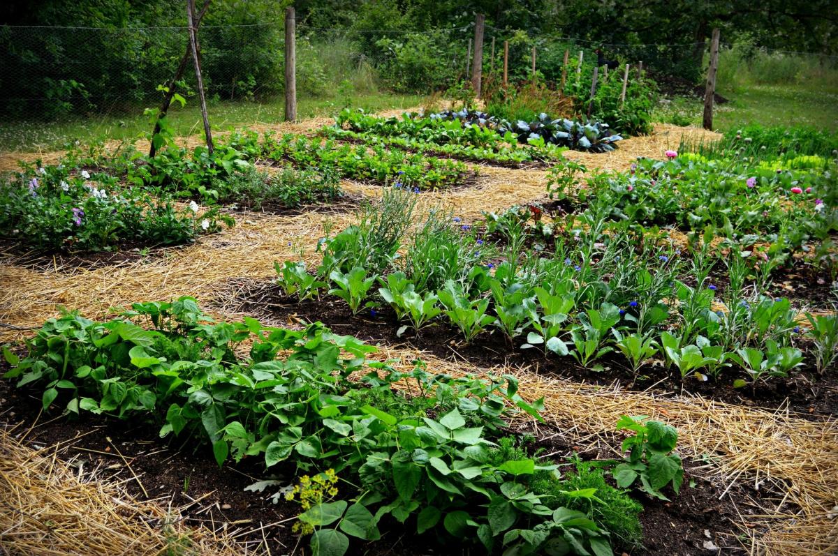 Qu'est-ce que la permaculture : Définition, avantages et inconvénients