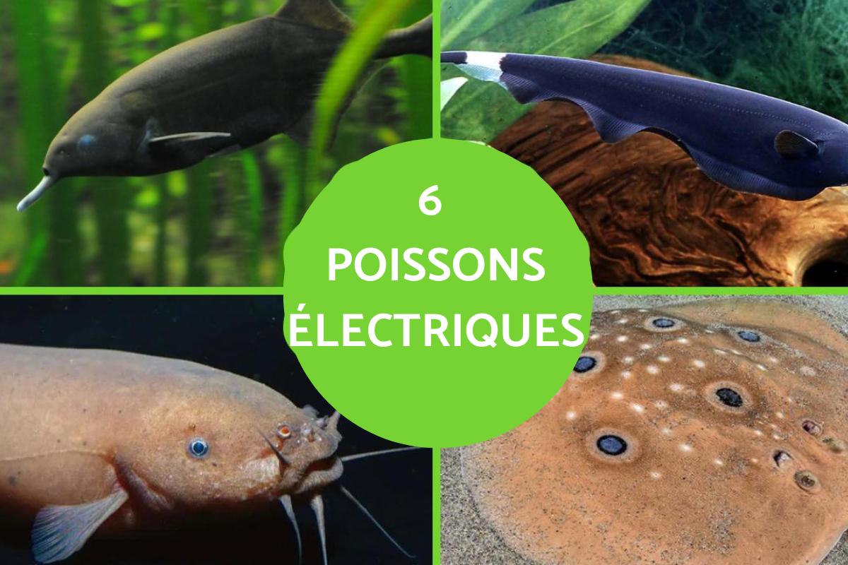 Poissons électriques : caractéristiques et espèces
