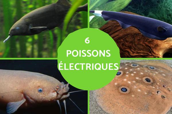 Poissons lectriques Caract ristiques Et Esp ces
