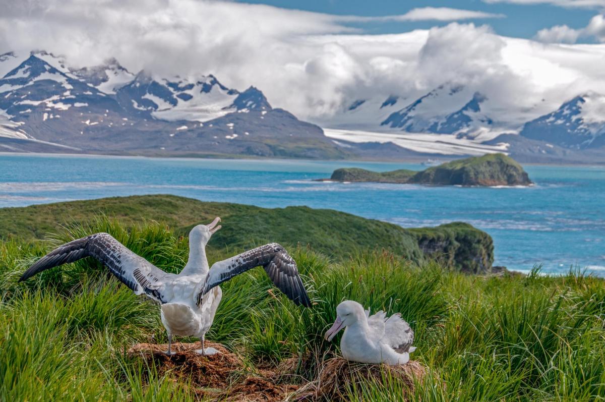 Albatros hurleur : envergure, durée de vie et régime alimentaire