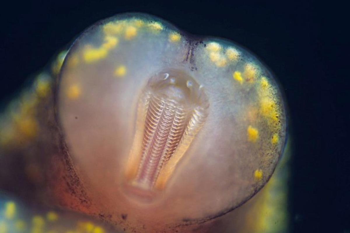 Combien de dents a un escargot ?