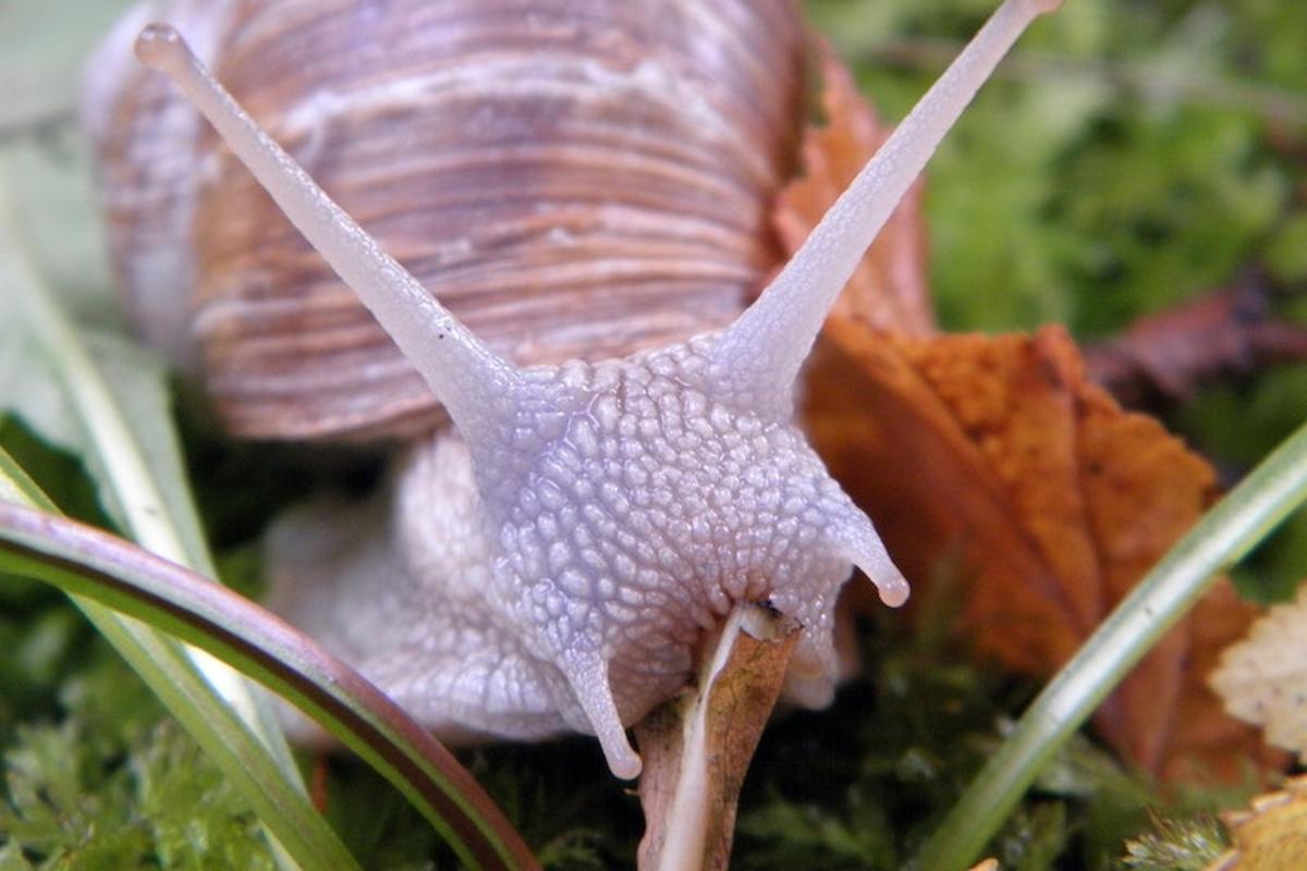Combien de DENTS a un ESCARGOT