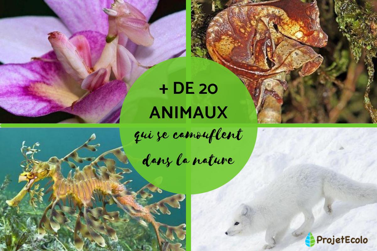 + 20 animaux qui se camouflent - Noms et photos