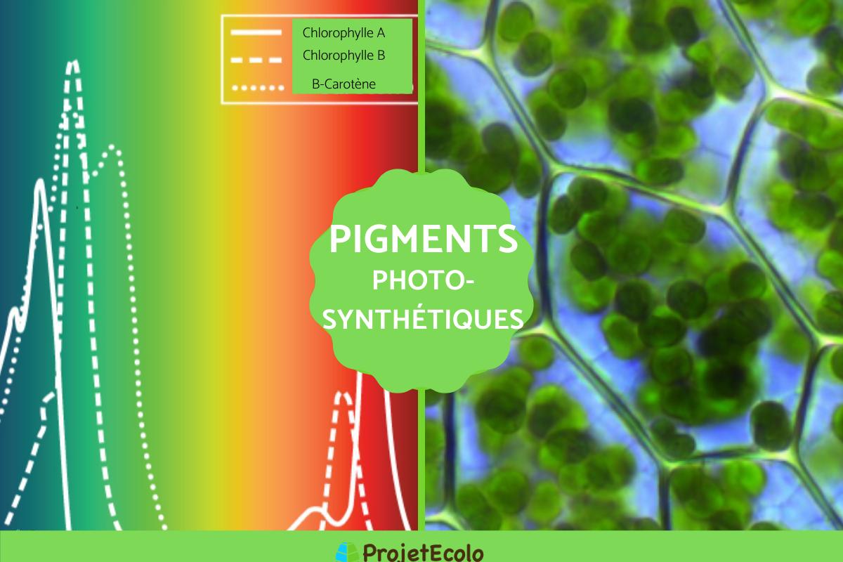Pigments photosynthétiques : Définition, types et exemples