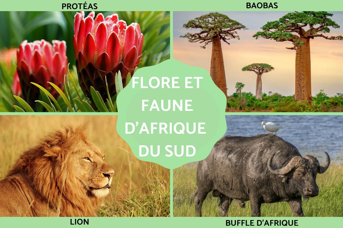 Faune et flore d'Afrique du Sud