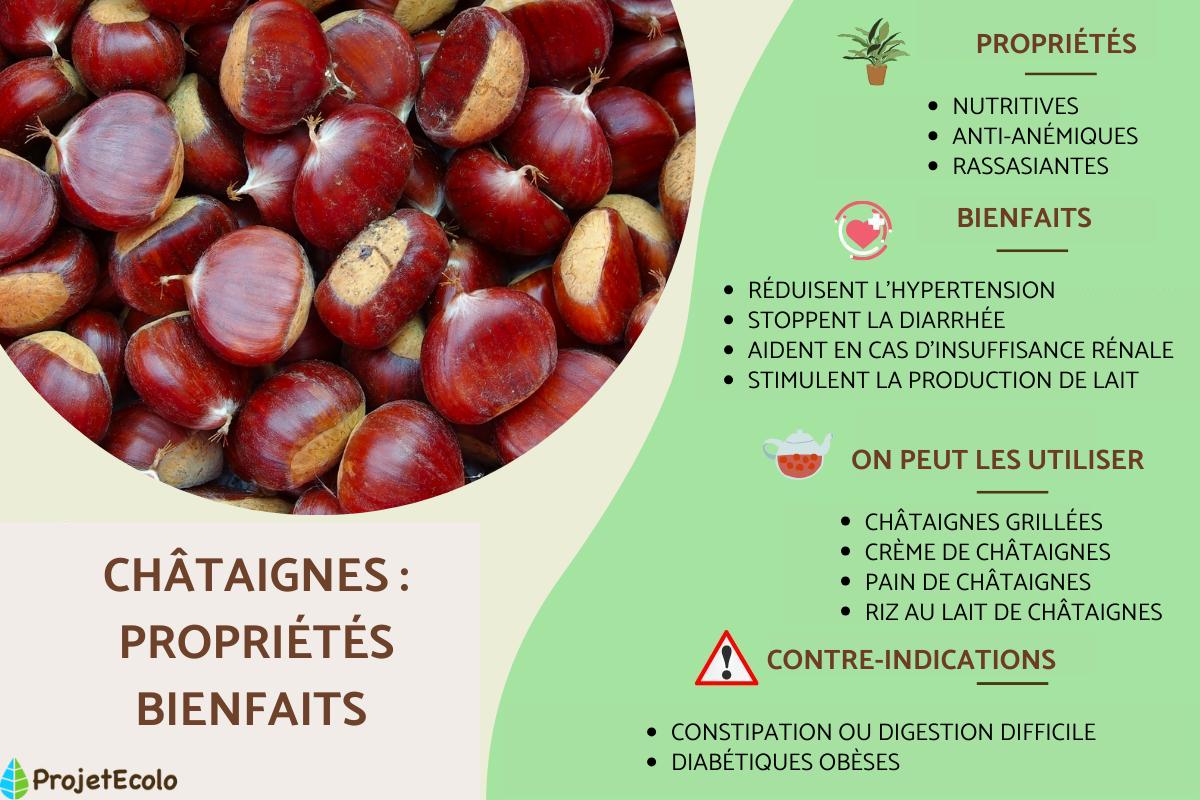 Châtaignes : propriétés, bienfaits et contre-indications