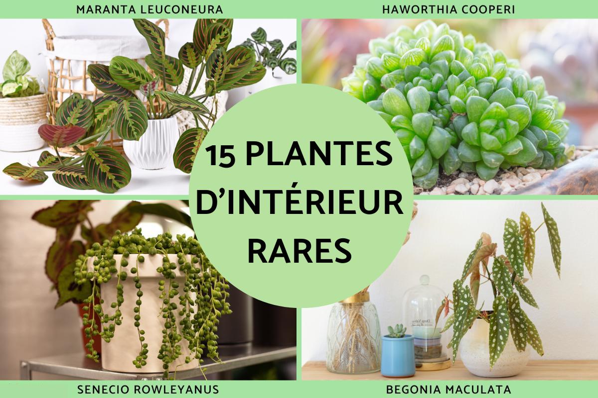 Plantes d'intérieur rares