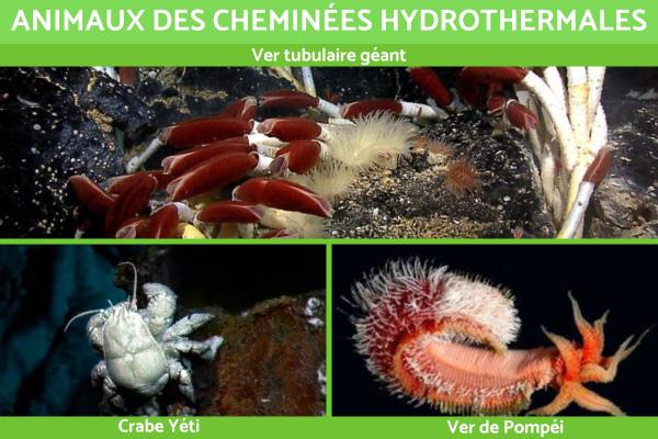 Cheminée hydrothermale ou source hydrothermale : Définition et formation - Animaux des cheminées hydrothermales 