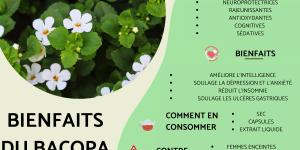 Bacopa ou hysope d'eau : bienfaits, propriétés, utilisation et contre-indications