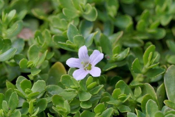 Bacopa ou hysope d'eau : bienfaits, propriétés, utilisation et contre-indications - Bienfaits du bacopa