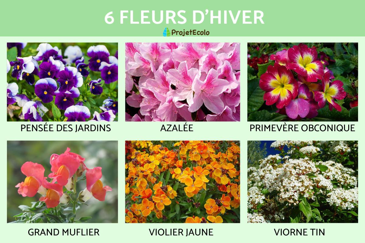 Fleurs d'hiver
