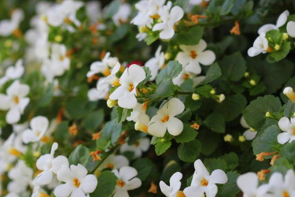 Bacopa ou hysope d'eau : bienfaits, propriétés, utilisation et contre-indications - Propriétés du bacopa