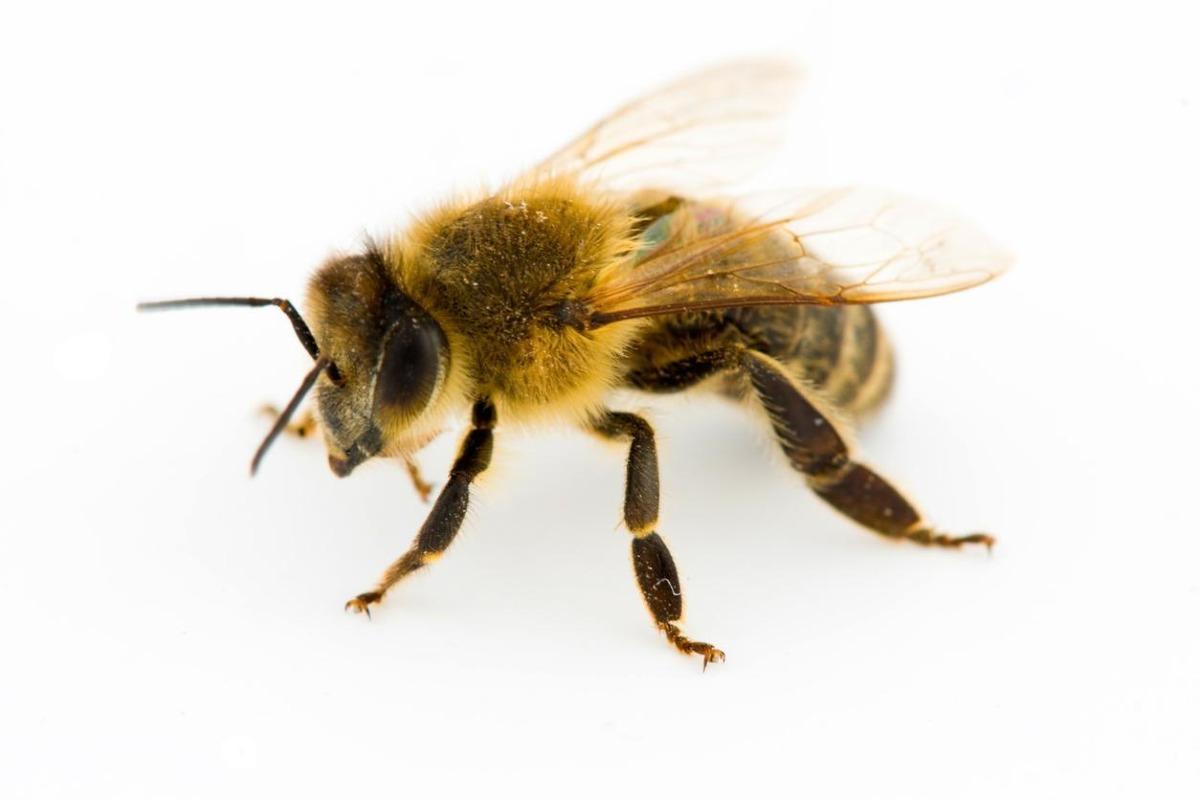 Différences entre abeille, guêpe et bourdon