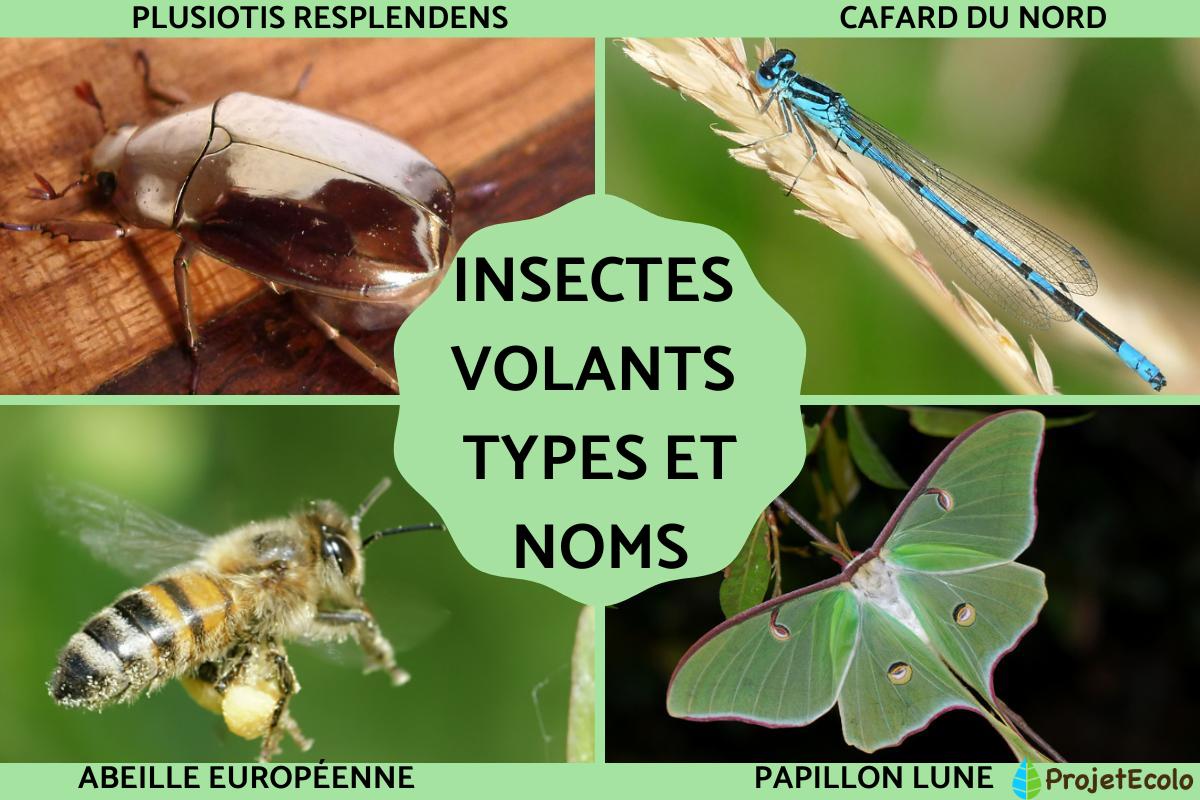 Insectes volants : types et noms
