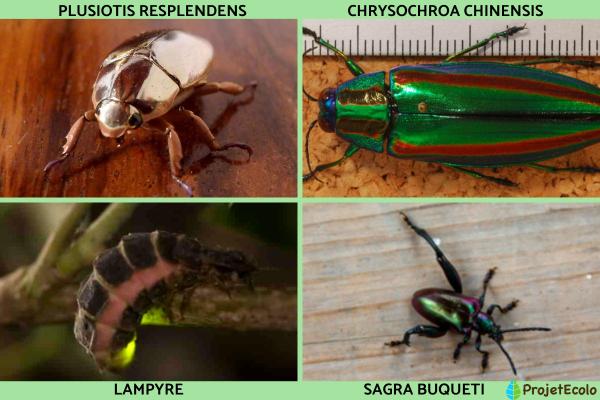 Insectes volants : types et noms - Liste d'insectes volants coléoptères  