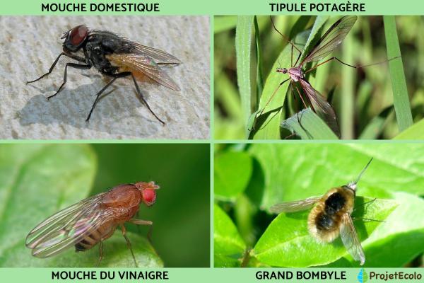 Insectes volants : types et noms - Liste d'insectes volants diptères 