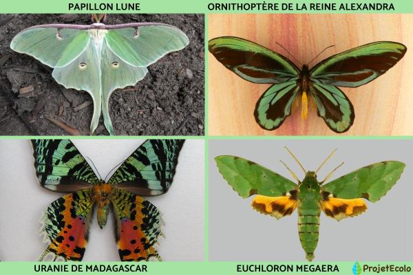 Insectes volants : types et noms - Liste d'insectes volants lépidoptères