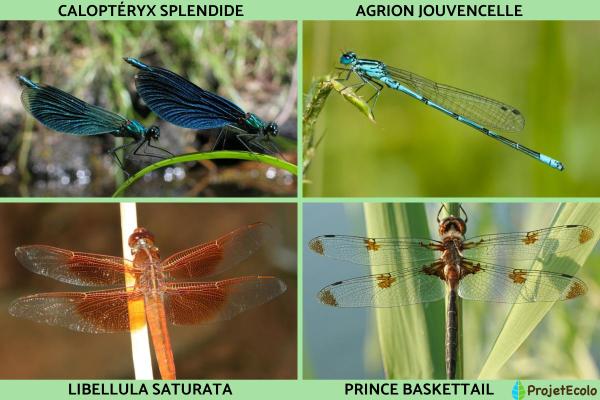 Insectes volants : types et noms - Liste d'insectes volants odonates