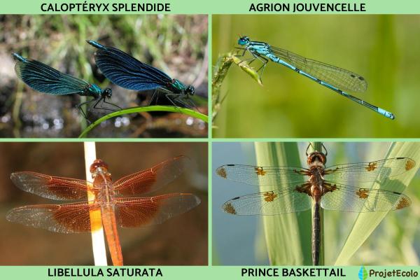 Insectes volants : types et noms - Liste d'insectes volants odonates 