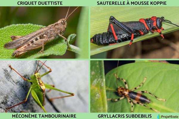 Insectes volants : types et noms - Liste d'insectes volants orthoptères