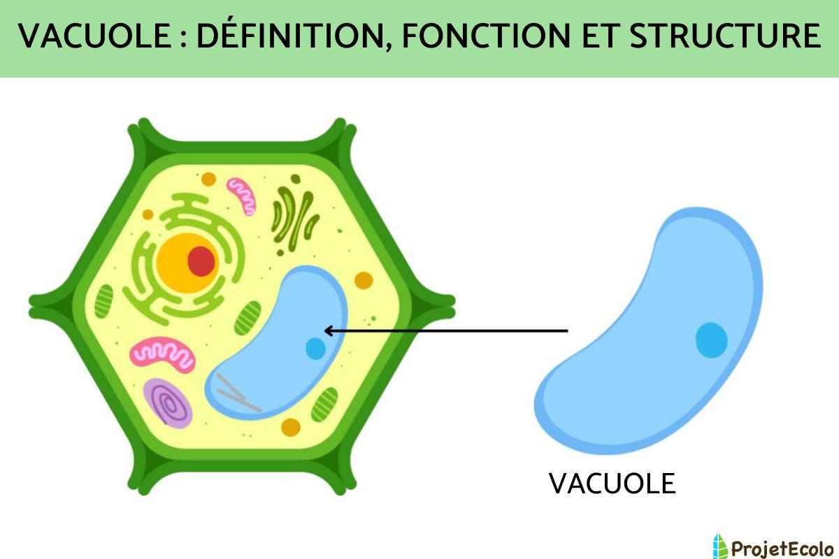 Vacuole : définition, fonction et structure