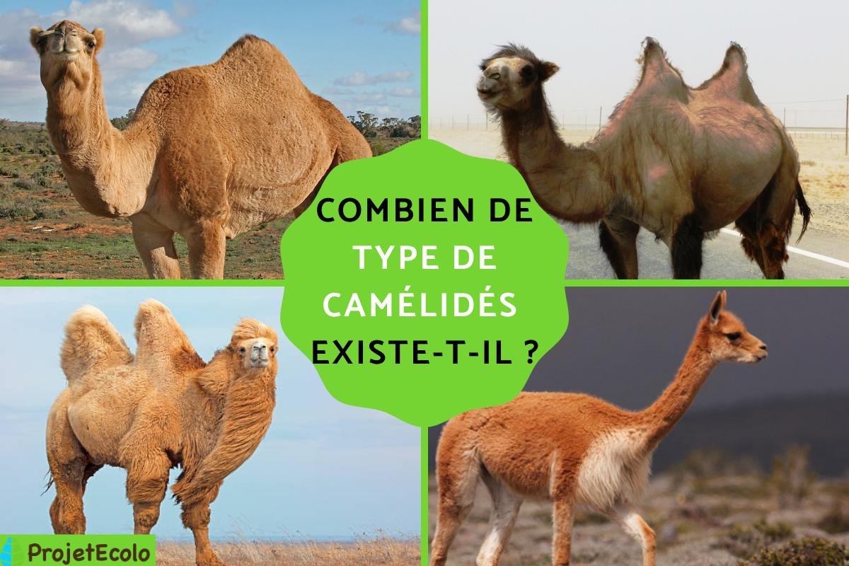 Camélidés : définition et exemples