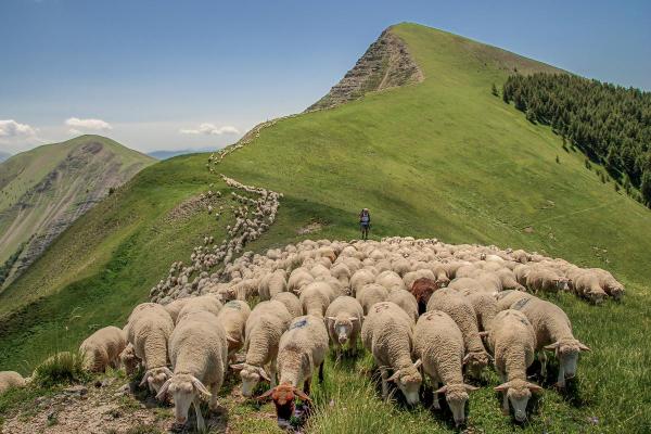 Transhumance : Définition, exemples et bienfaits - Bienfaits de la transhumance