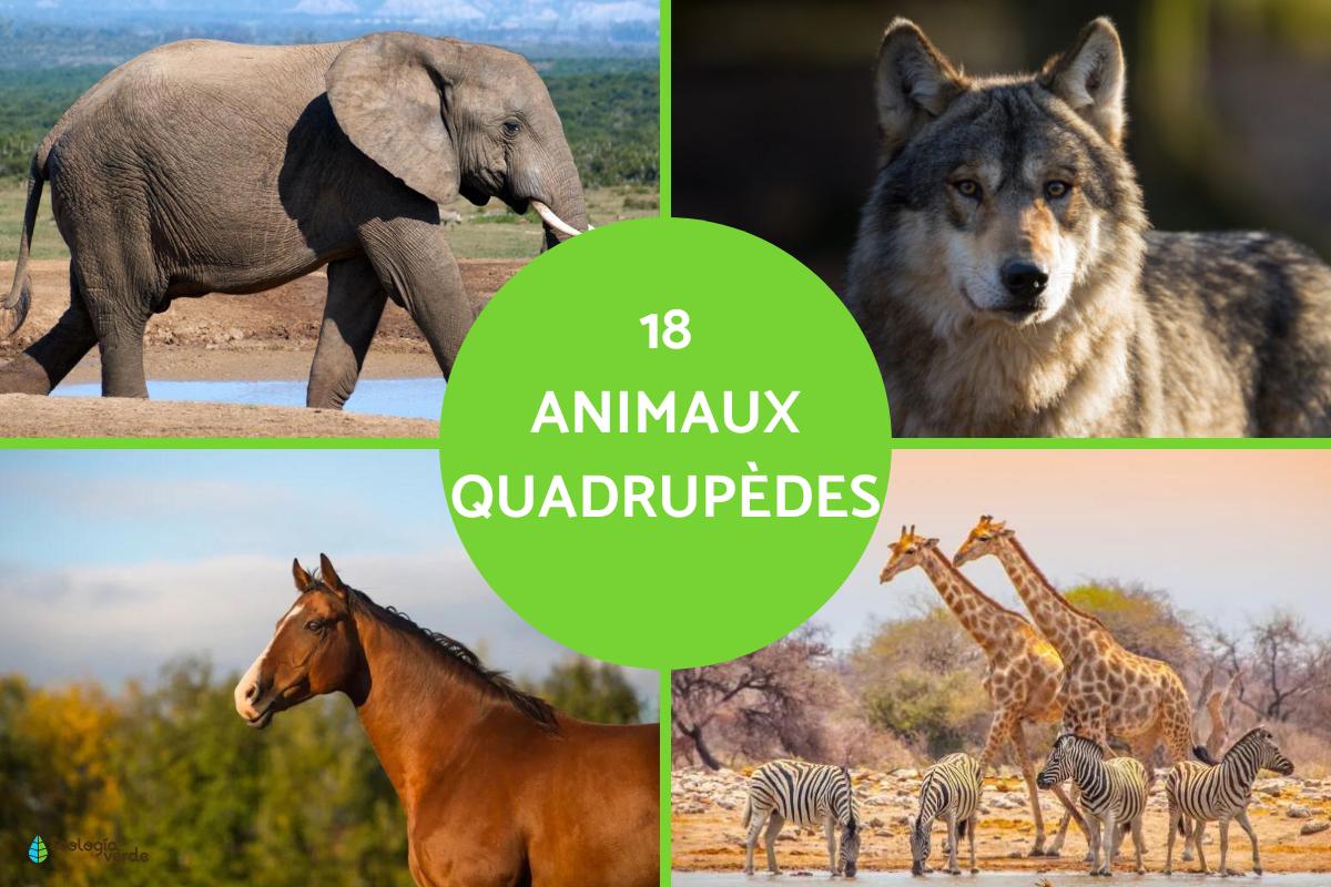 Quadrupèdes : Caractéristiques, exemples et liste