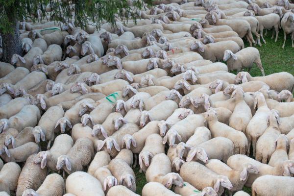 Transhumance : Définition, exemples et bienfaits - Routes de transhumance en France