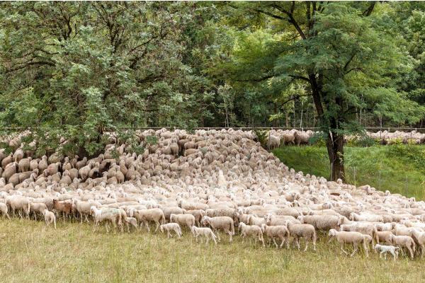 Transhumance : Définition, exemples et bienfaits