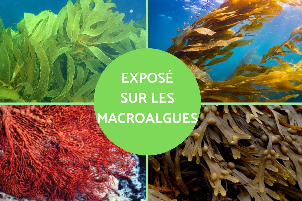 Macroalgues : Définition, types et exemples
