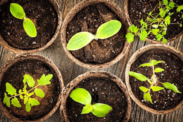 Sphaigne : jardin, substrat et utilisation - Comment utiliser la mousse de sphaigne
