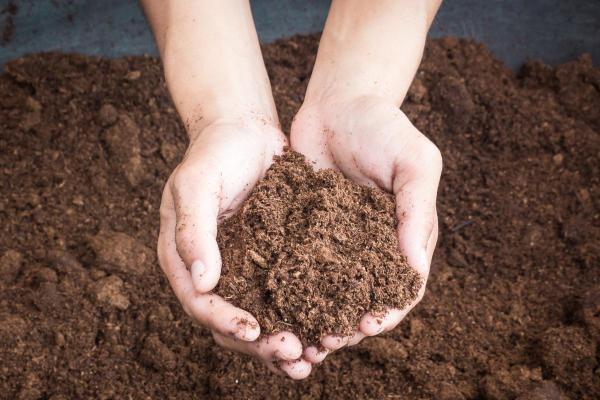 Sphaigne : jardin, substrat et utilisation - Définition de Sphaigne