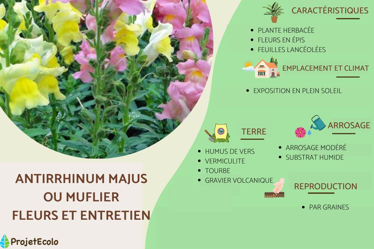Muflier ou Gueule-de-loup : fleurs et entretien