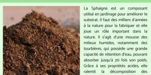 Sphaigne : jardin, substrat et utilisation