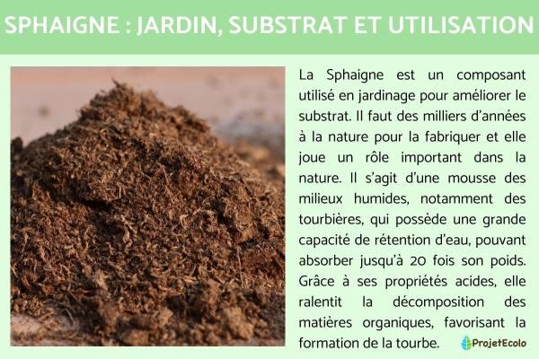 Sphaigne : jardin, substrat et utilisation