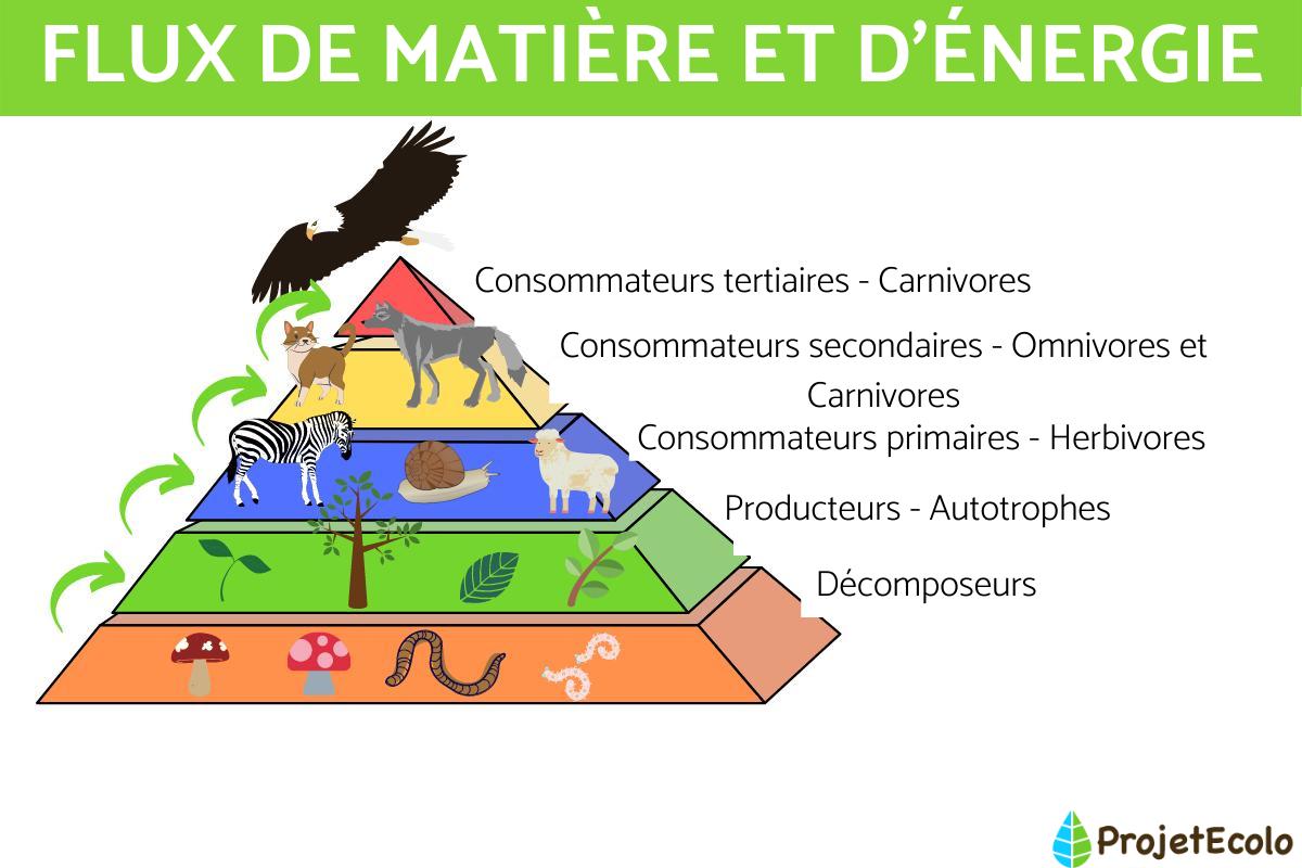 Flux de matière et d'énergie dans un écosystème : définition et exemples