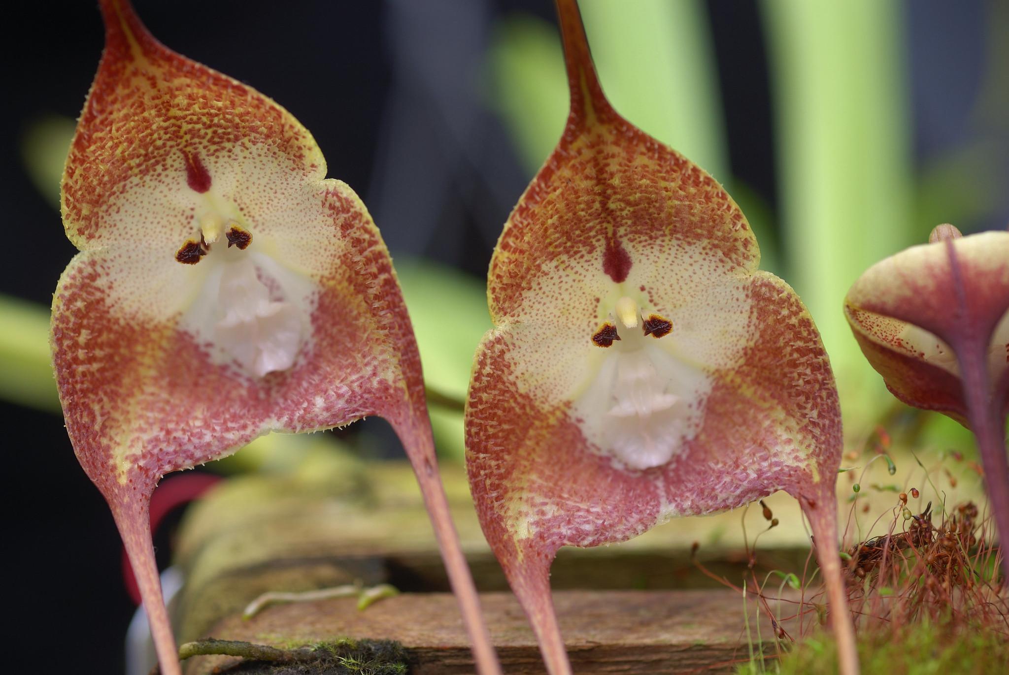 11 ORCHIDÉES RARES - avec NOMS et CARACTÉRISTIQUES