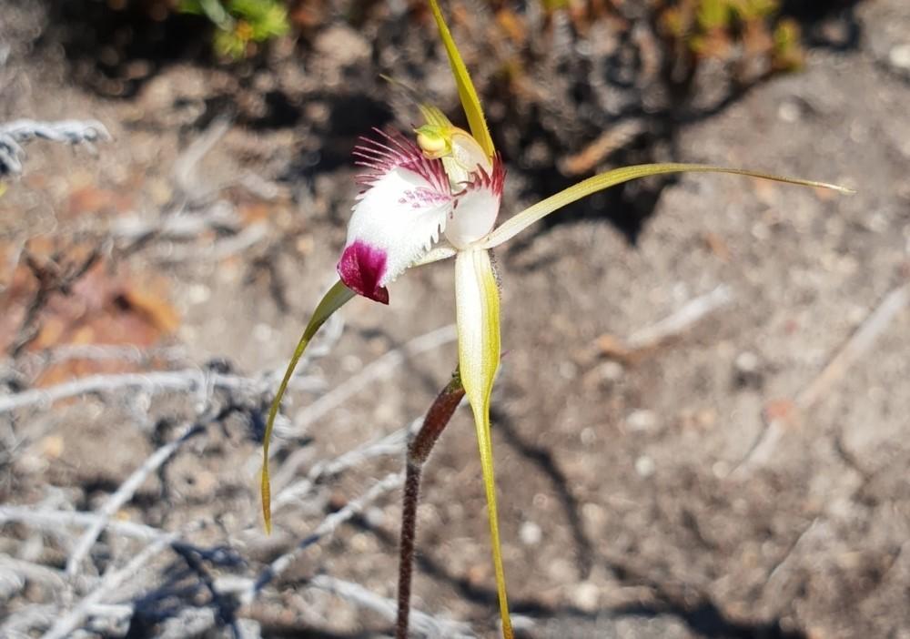 11 ORCHIDÉES RARES - avec NOMS et CARACTÉRISTIQUES