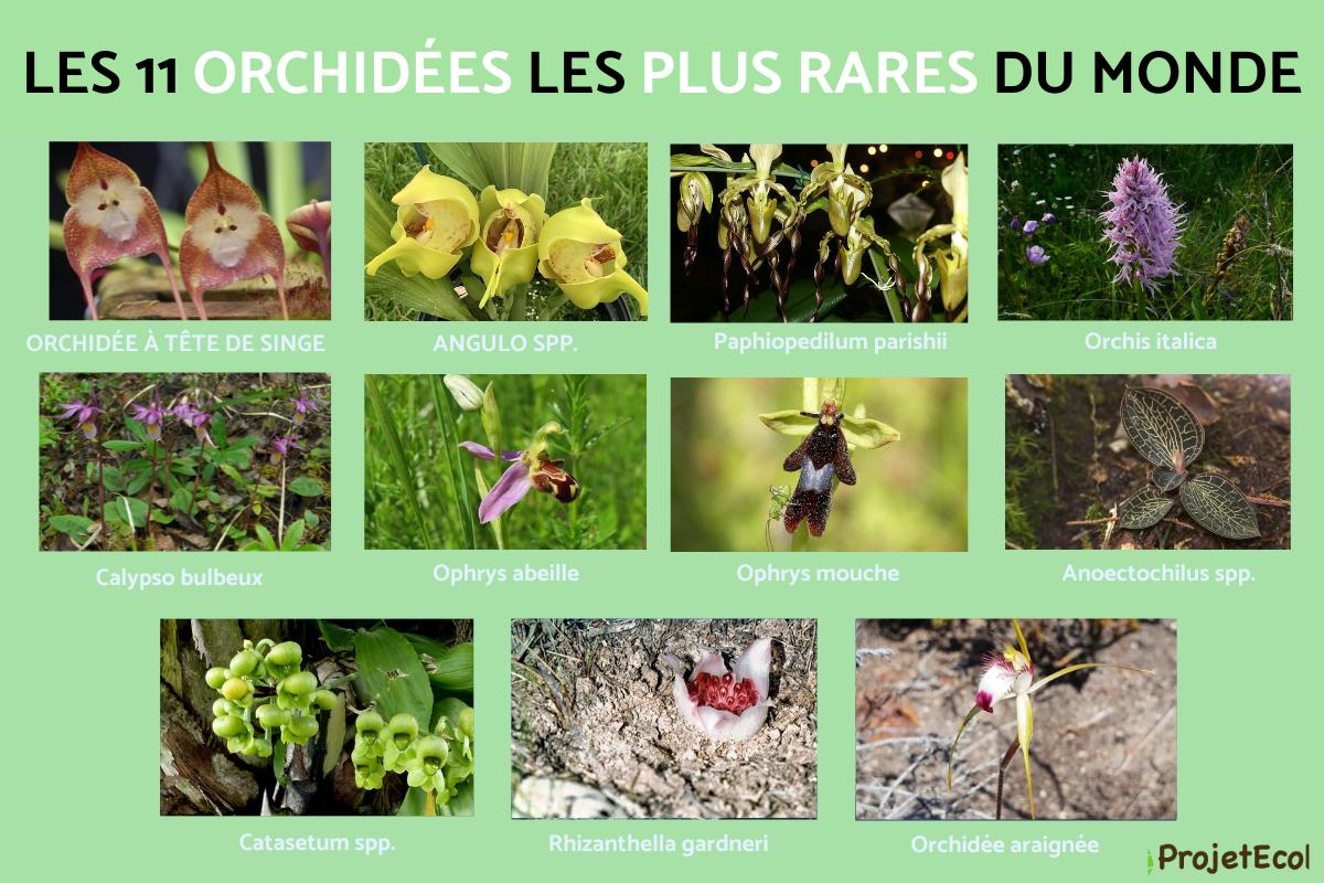 Orchidées rares