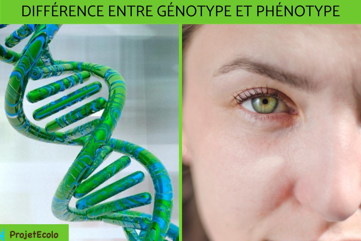 Différence entre le génotype et le phénotype