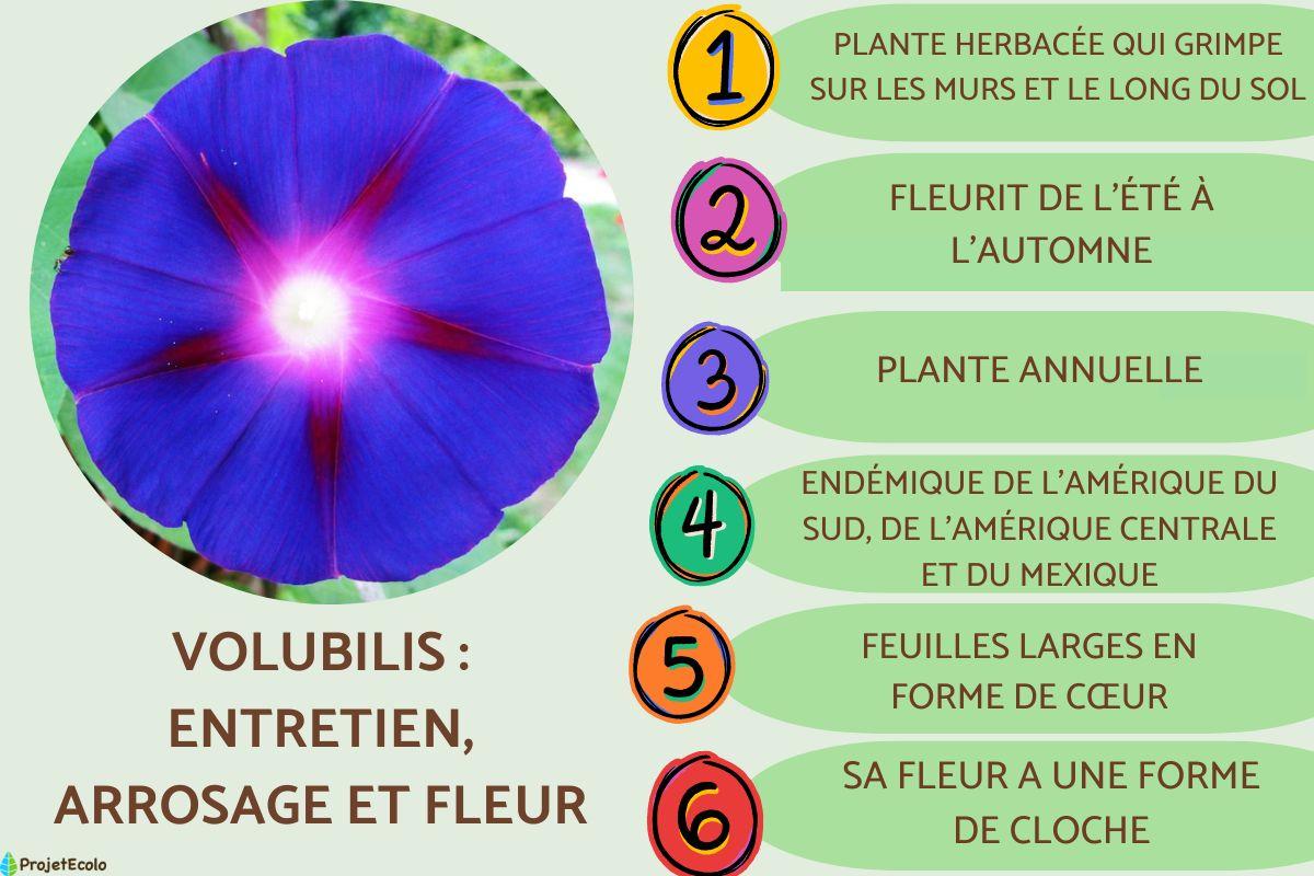 Volubilis : entretien, arrosage et fleur