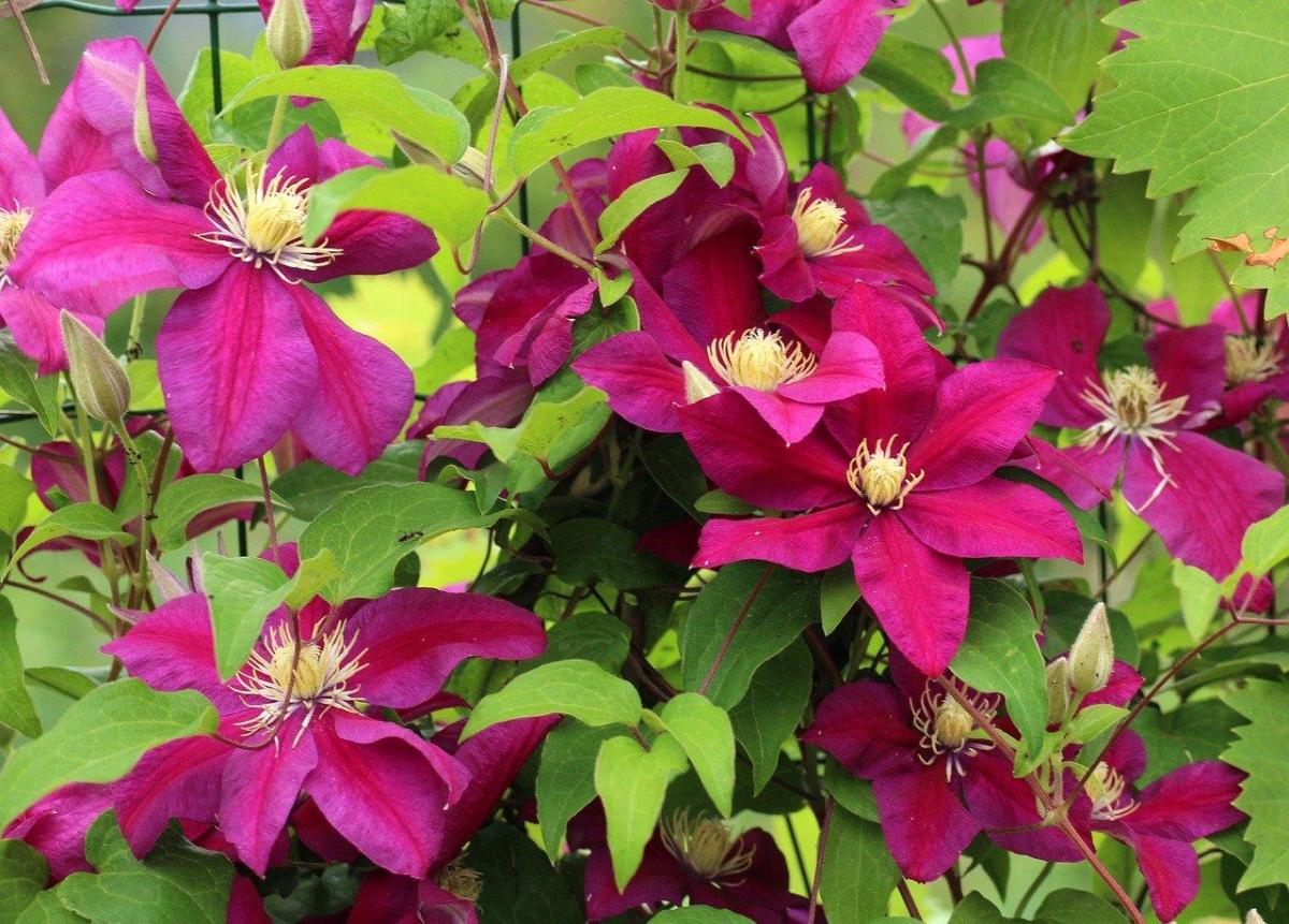 Plantes d'extérieur faciles d'entretien