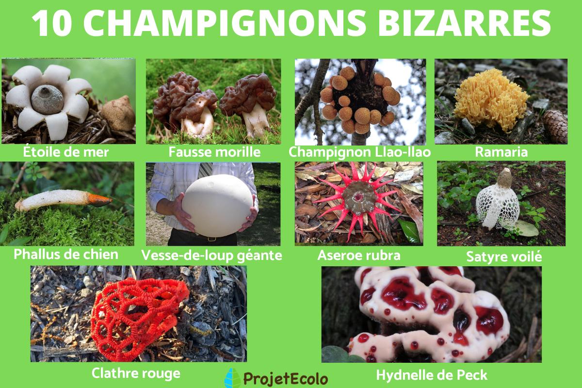 Champignon bizarre - Espèces avec photos