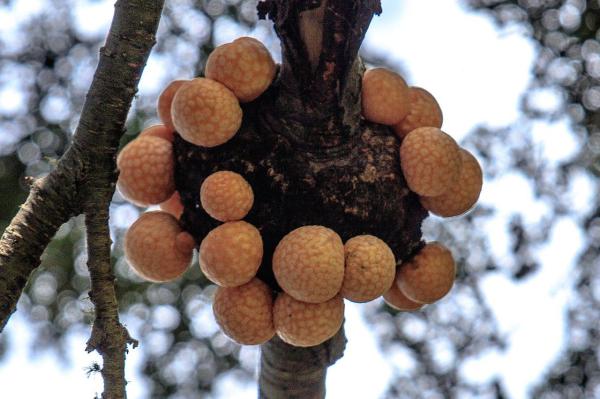 Champignon bizarre - Espèces avec photos - Champignon Llao-llao